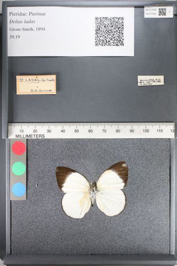 Media type: image;   Entomology 131551